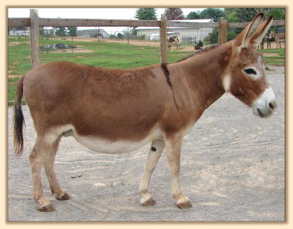 Windcrest Little Bridget, dark red miniature donkey brood jennet at Half Ass Acres