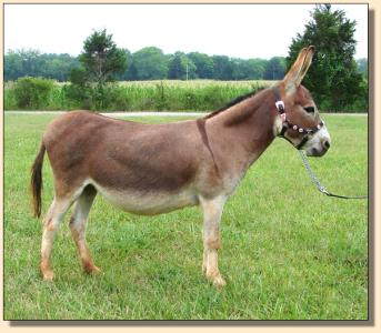 Click photo of miniature donkey to enlarge imag