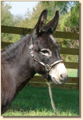 Windcrest Gidget