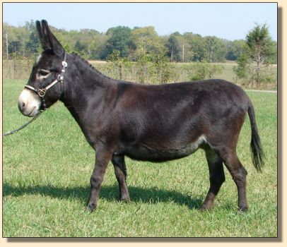 Windcrest Gidget