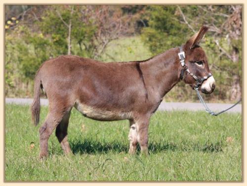 HHAA Ma Bell, brown miniature donkey brood jennet at Half Ass Acres Miniature Donkey Farm
