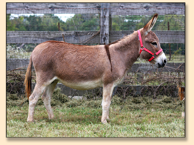 Designer Donkeys' Macy Lee, light red champion jennet at Half Ass Acres in Chapel Hill, Tennessee.