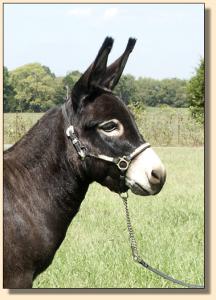 Sunset Acres Meggie Mae