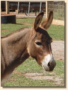 LN Pixie of Bell E Acres aka Sheena