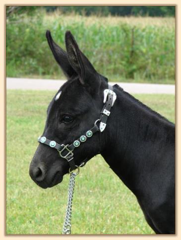 Itsy Bitsy Stardance, miniature donkey brood jennet at Half  Ass Acres