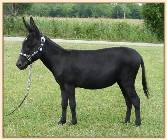 Itsy Bitsy Stardance, miniature donkey brood jennet at Half  Ass Acres