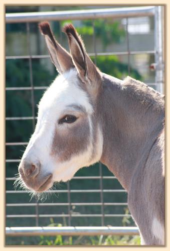 Dewey Meadows Valerie, spotted miniature donkey brood jennet at Half Asss Acres