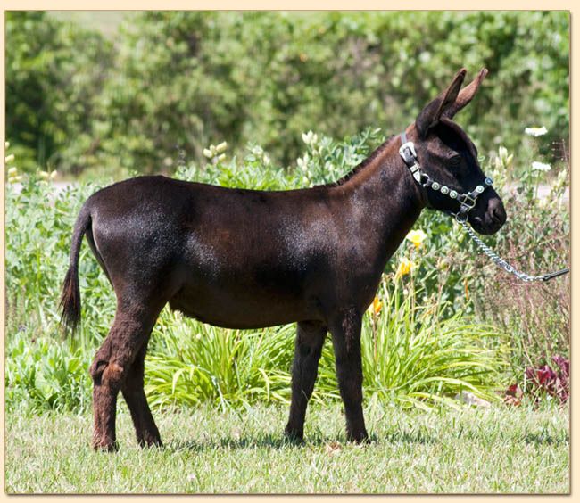 HHAA Paper Tyger, miniature donkey jennet