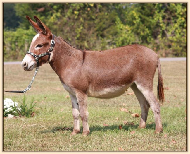 HHAA Ponderosa Leigh, dark red miniature donkey future brood jennet at Half Ass Acres