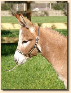 Click photo of miniature donkey to enlarge image