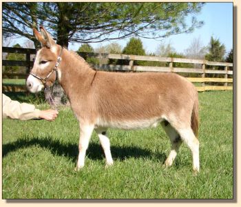 Click photo of miniature donkey to enlarge image