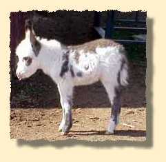 miniature donkey, Arizona (8231 bytes)