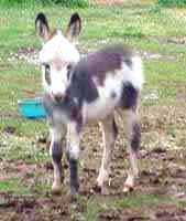 Miniature Donkey Bandit @ 10 days old (5948 bytes)