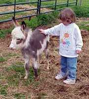 Miniature Donkey Bandit with Lauren (8571 bytes)