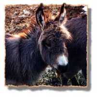miniature donkey Bangs (6608 bytes)