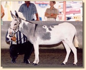 Bianca showing at the Great Celebration Mule & Donkey Show 2003!