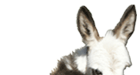 Welcome to HAA Miniature DonkeyFarm!!