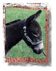 Miniature Donkey Buster (7545 bytes)