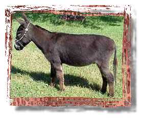 Miniature Donkey Buster( 12,715 bytes)