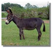 Miniature Donkey Jennet, Carissa (6595 bytes)
