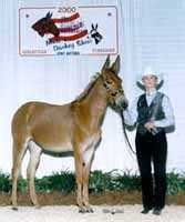 Sexy Lexi, the molly mule (5597 bytes)