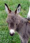 miniature donkey Cricket (4255 bytes)