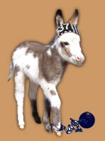 Guilty as Cyn - copyright Half Ass Acres Miniature Donkeys - Do Not Steal!