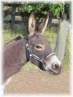 Miniature Donkey My World Diablo (5665  bytes)