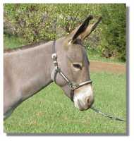 Miniature Donkey Jennet, Dolly (6427 bytes)