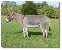 Miniature Donkey Jennet, Dolly (8254 bytes)
