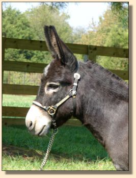 Click photo of miniature donkey to enlarge image