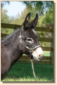 Windcrest Gidget