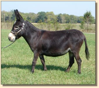 Click photo of miniature donkey to enlarge image