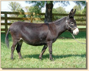 Windcrest Gidget