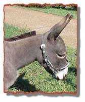 miniature donkey Gracie (6477 bytes)