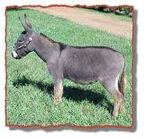 miniature donkey Gracie (8484 bytes)