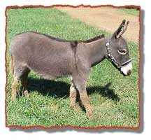 miniature donkey Gracie (8655 bytes)