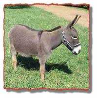 miniature donkey Gracie (8130 bytes)