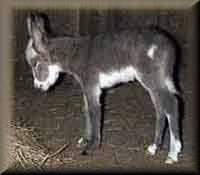 Miniature Donkey Foal