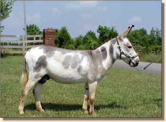 Miniature Donkey Herd Sire, Indiana Jones