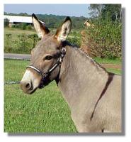Kaye, miniature donkey jennet for sale (9451 bytes)