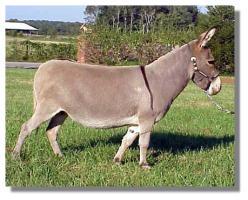 Kaye, miniature donkey jennet for sale (13,702 bytes)