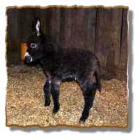 miniature donkey Layla (6397 bytes)