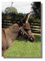 Miniature Donkey Jack Foal (7981 bytes)