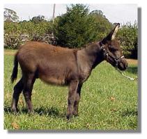 Miniature Donkey Jack Foal (11,697 bytes)