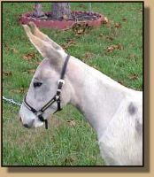 miniature donkey Marigold (5437 bytes)