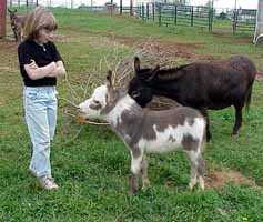 Miniature Donkey Bandit with Megan (9267 bytes)