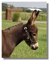 Dark Brown Miniature Donkey Jack (7779 bytes)