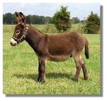 Dark Brown Miniature Donkey Jack (10,534 bytes)