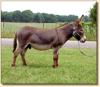 Pine Grove Farm Peppercorn Jack